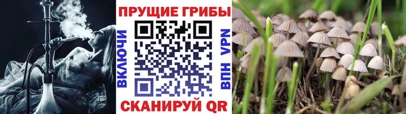 Псилоцибиновые грибы Magic Shrooms  купить закладку  Данилов 